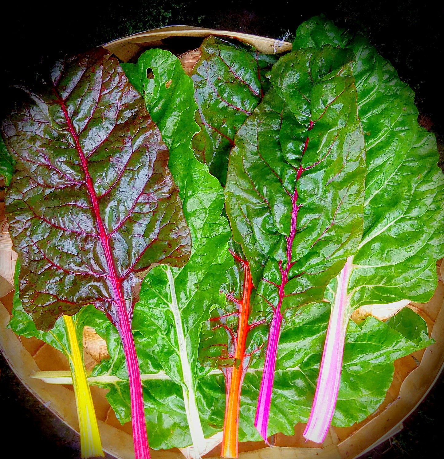 Swisschard, Rainbow