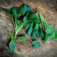 Tatsoi / Rosette Bok Choy, Bunch - 300 g