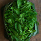 Arugula - Roquette Standard