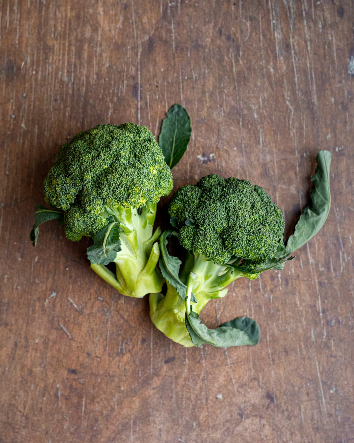 Broccoli