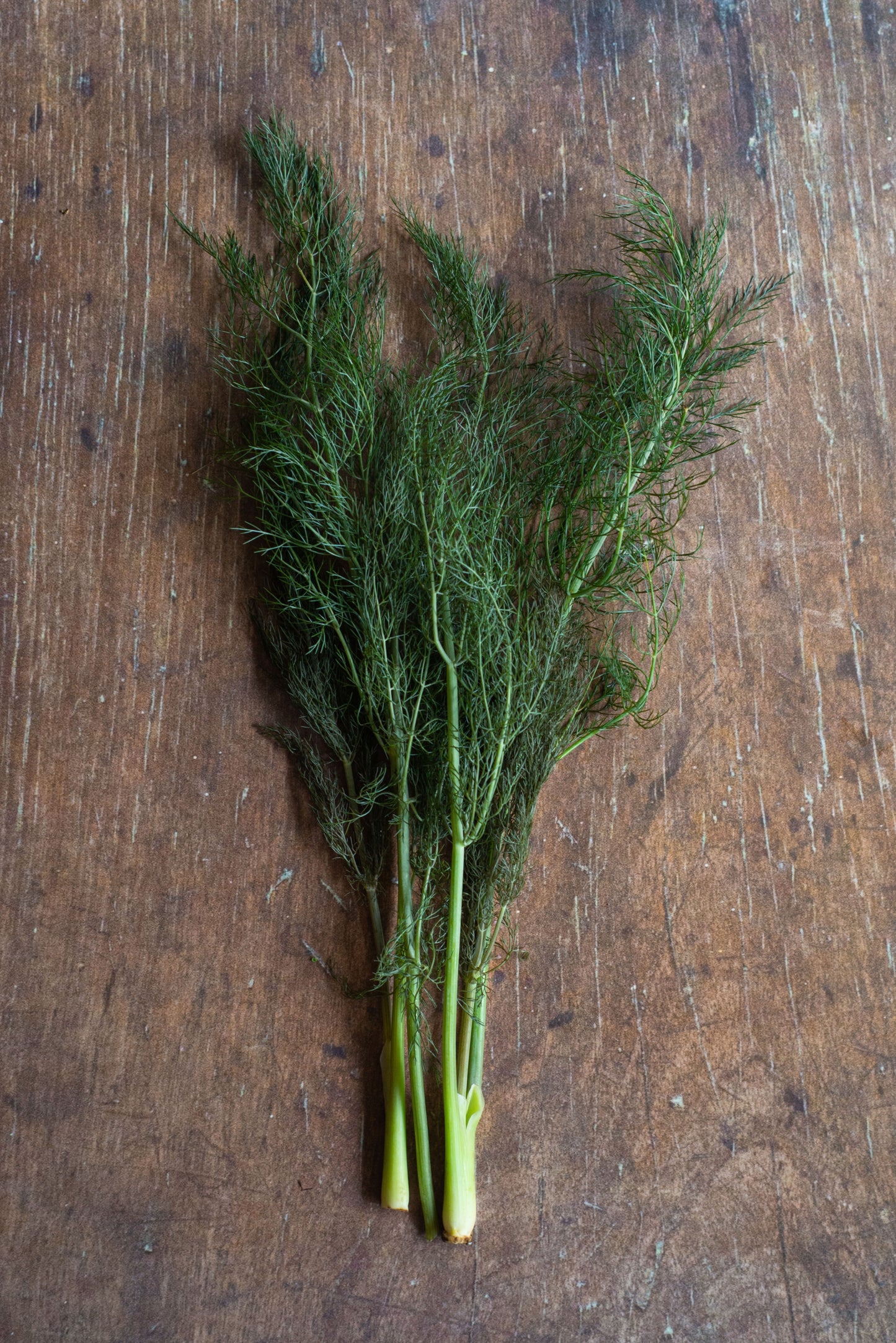 Fennel Frond, Bronze