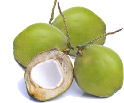 Coconut, Young