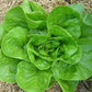 Lettuce, Butterhead (Dwarf Type)