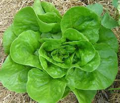 Lettuce, Butterhead (Dwarf Type)