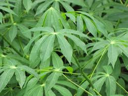 Cassava Leafs