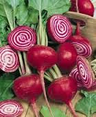 Beetroot, Candystripe
