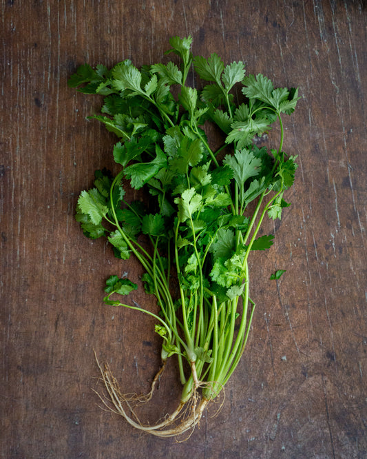 Cilantro, Coriander Leaf