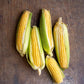 Corn, Sweet