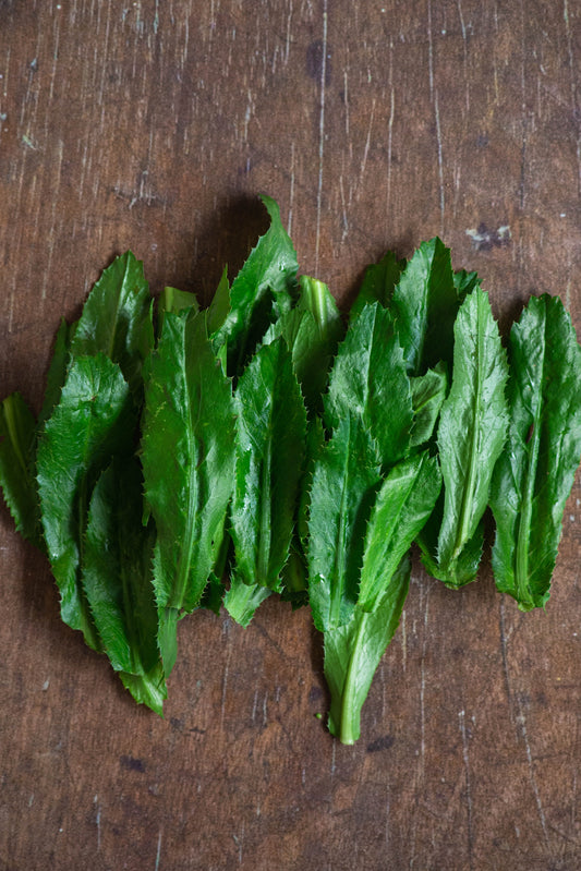 Culantro / Sawtooth Coriander