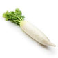 Radish, White / Daikon