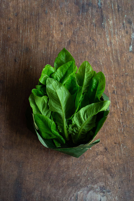 Lettuce, Bibb Deer Tongue