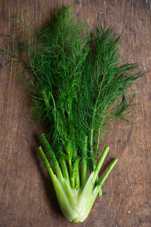 Fennel Bulb