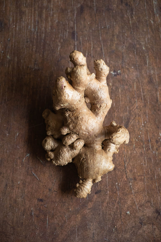 Ginger, Elephant type (big)