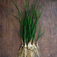 Chives, Glittering/ Lokio / Japanese Scallion