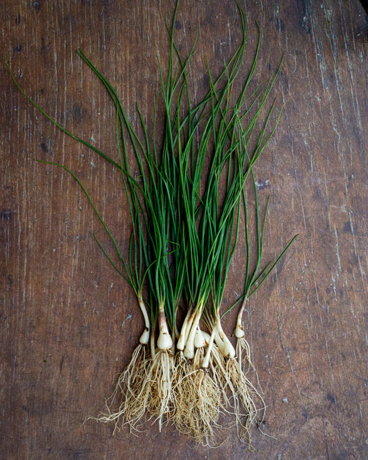 Chives, Glittering/ Lokio / Japanese Scallion