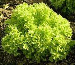 Lettuce, Lollo Bionda Green