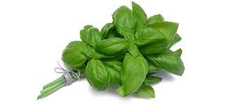 Basil, Sweet Italian