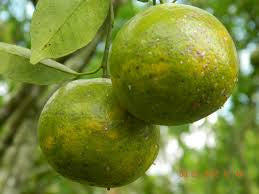 Citrus - Orange, Tangerine (Tangor) 'Kintamani' – ISLAND ORGANICS BALI