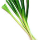 Onion, Leek
