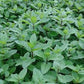 Mint, English Garden