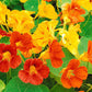 Edible Flower - Nasturtium