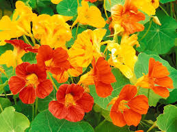 Nasturtium Flowers