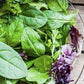 Salad, OLYMPIA