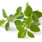 Oregano, "Dark Leaf"