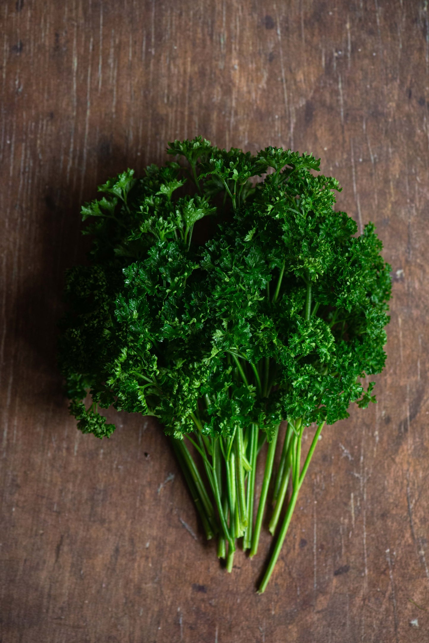 Parsley Curly