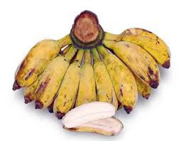 Plantain, Saba Banana 'Pisang Kepok' - 1 Fan