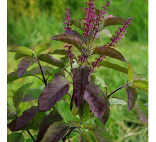 Basil, Holy / Khrisna Tulsi