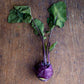 Kohlrabi, Green / Purple