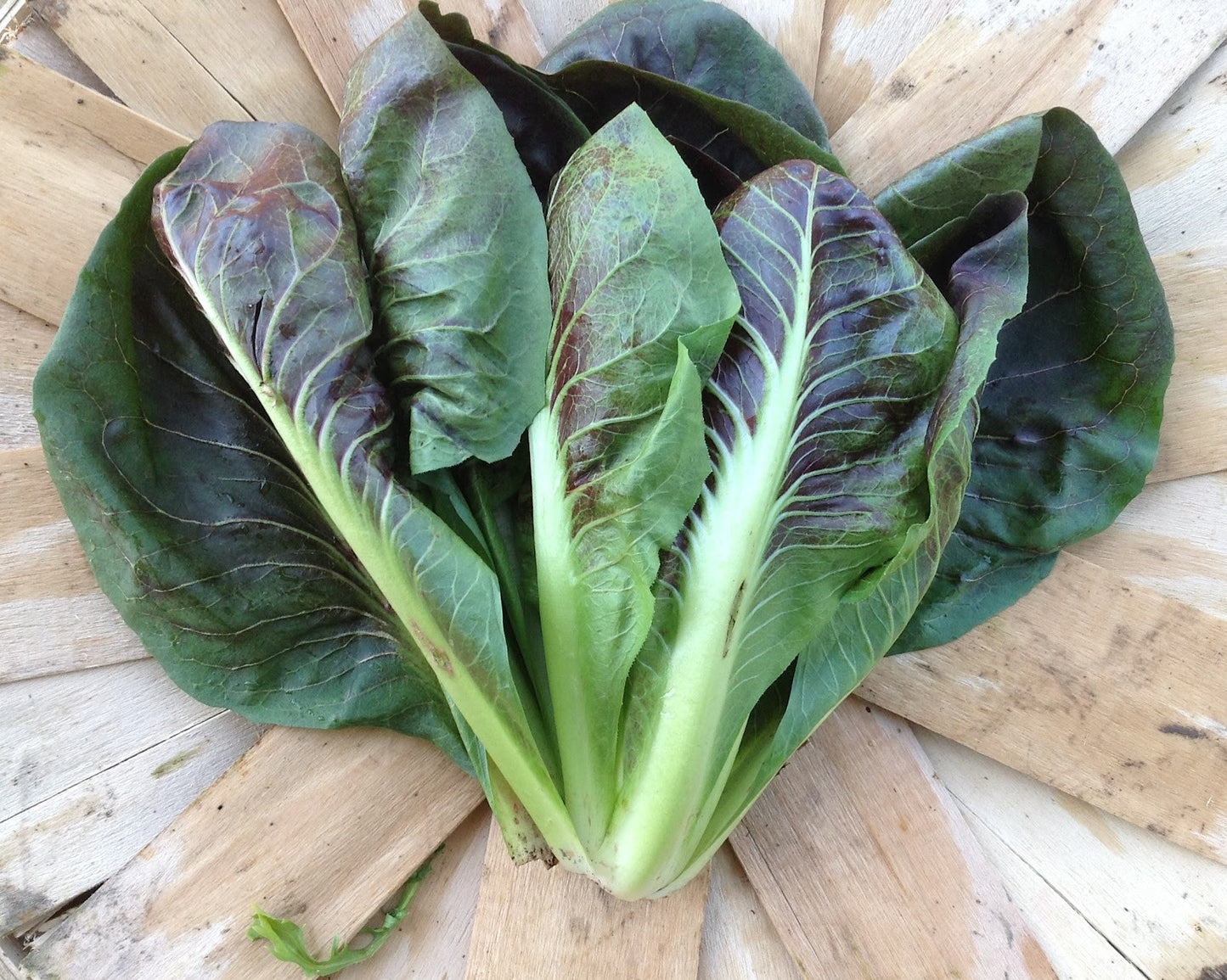 Lettuce, Radicchio