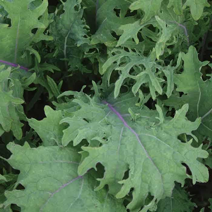 Kale, Red Russian