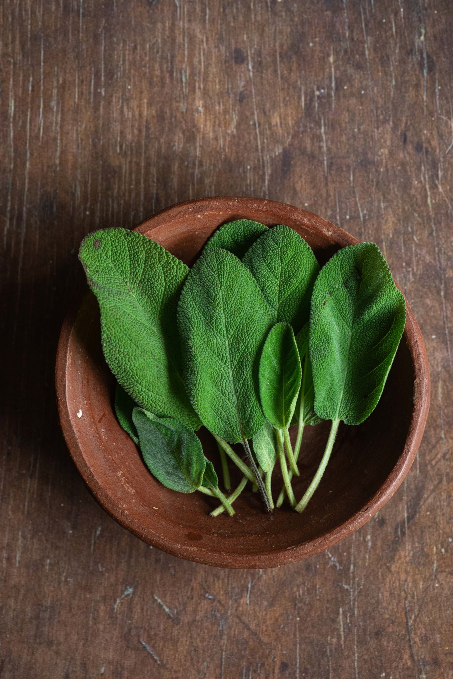 Sage