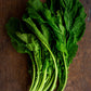 Kale, Siberian White