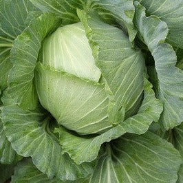 Cabbage, Green